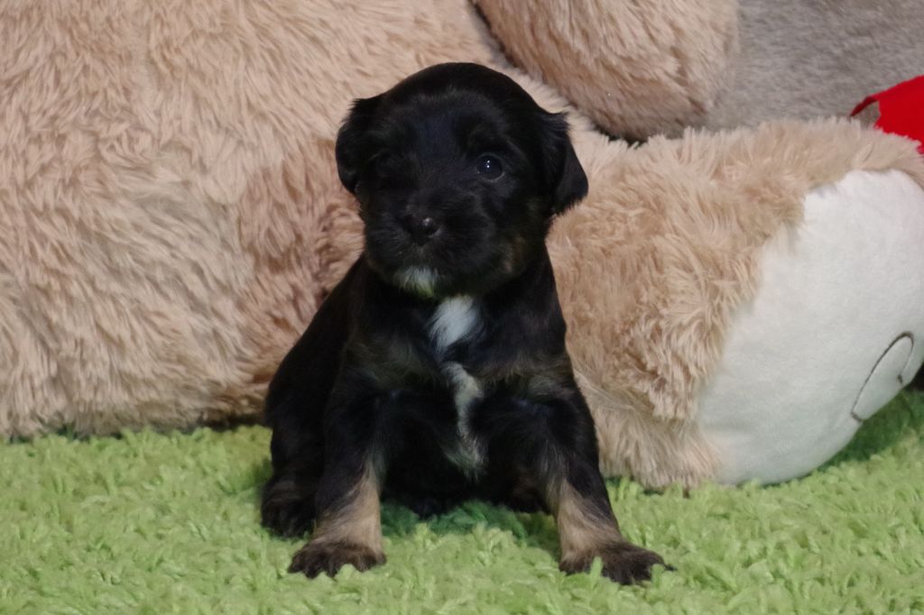 of Wamil Ajendra - Chiot disponible  - Terrier Tibetain