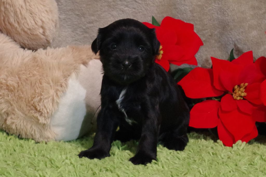of Wamil Ajendra - Chiot disponible  - Terrier Tibetain