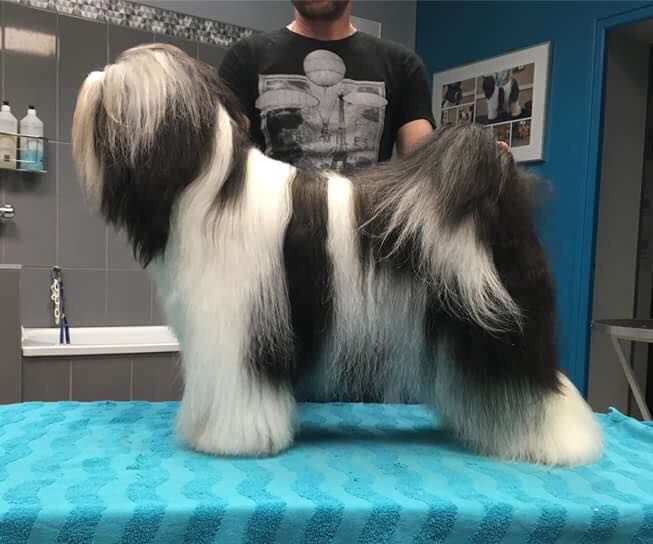 Ira lamleh of Wamil Ajendra