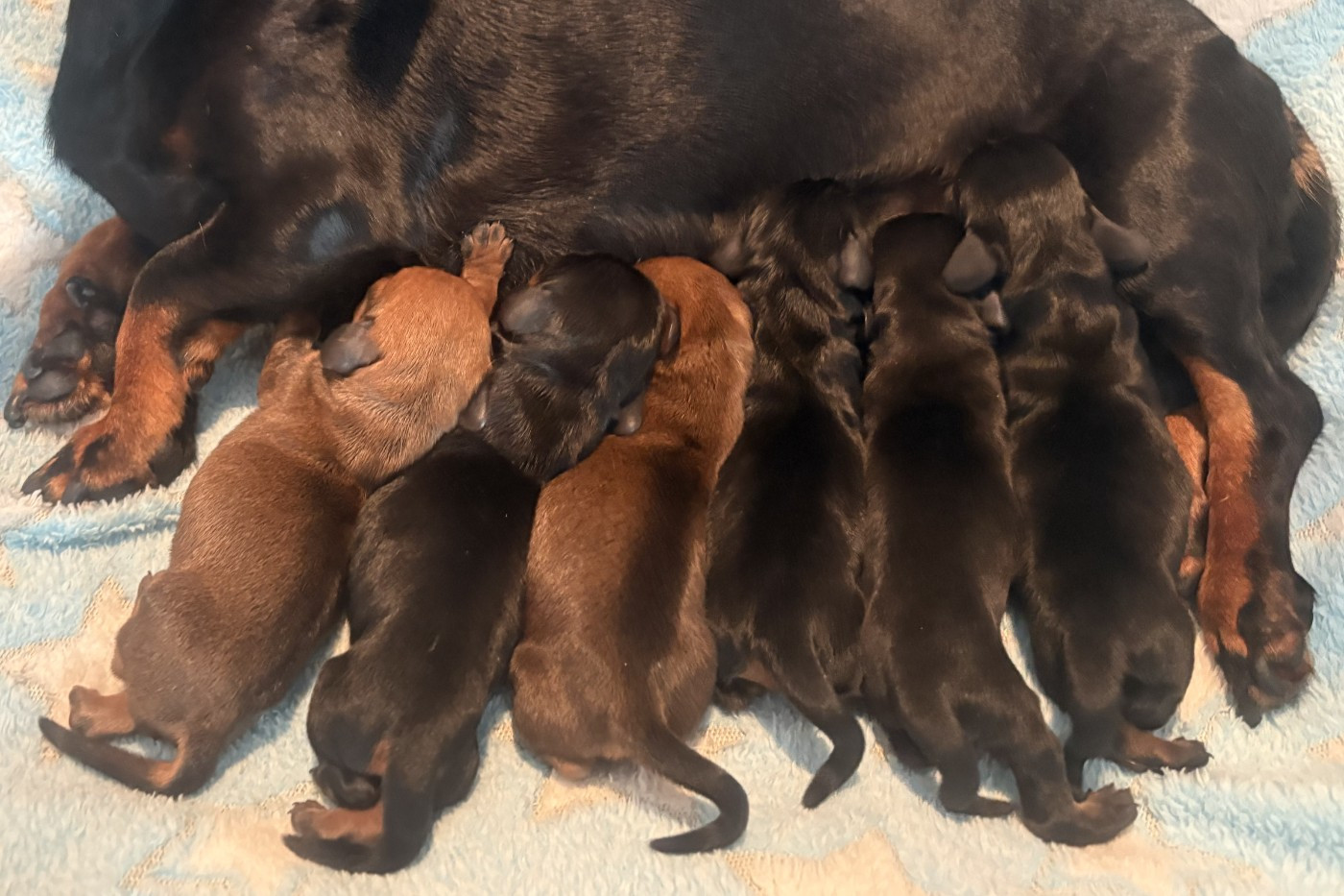Les chiots sont nés !!!