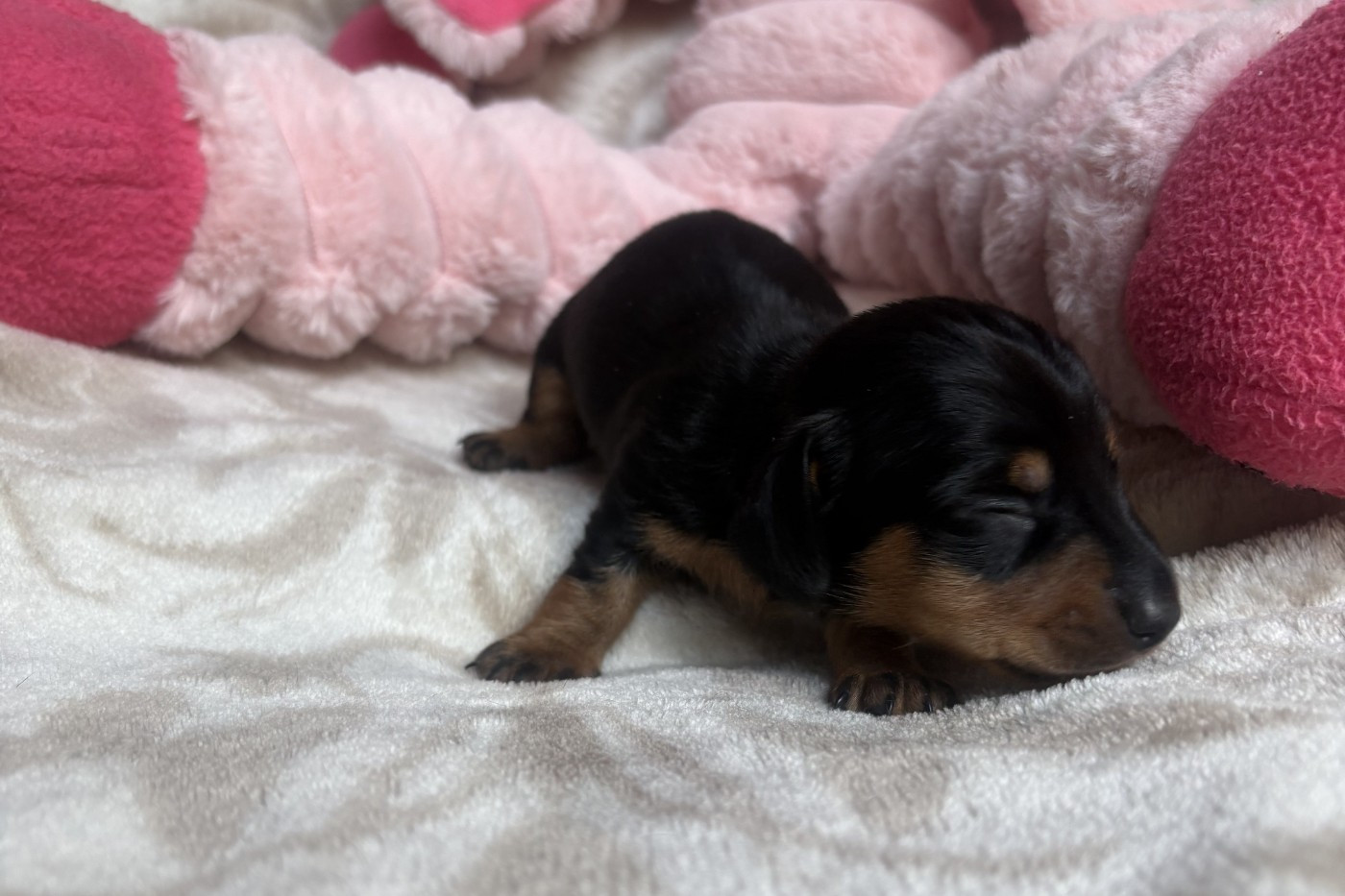 of Wamil Ajendra - Chiots disponibles - Teckel poil ras