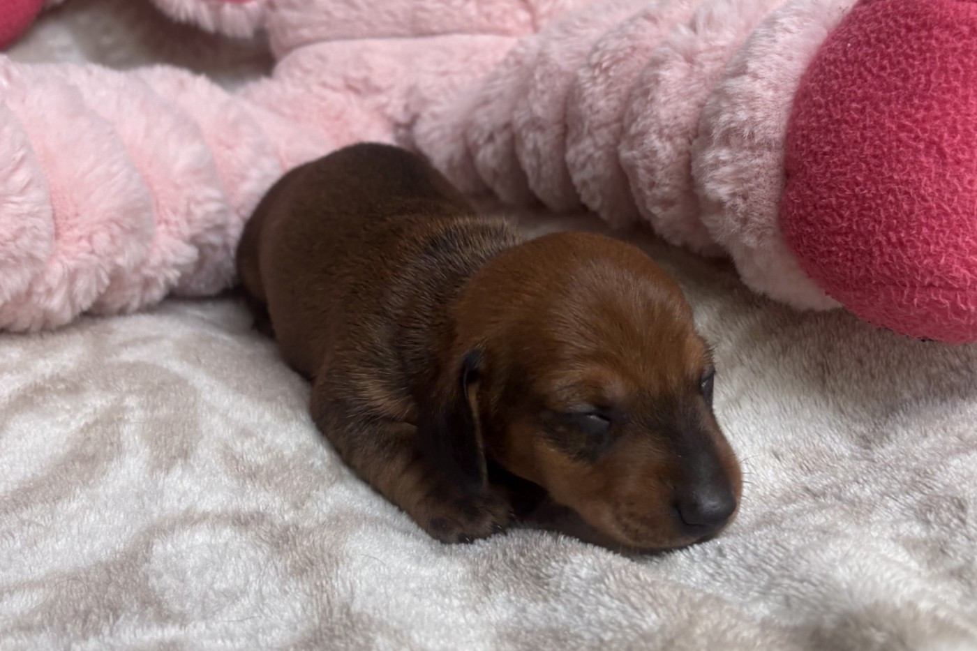 of Wamil Ajendra - Chiots disponibles - Teckel poil ras