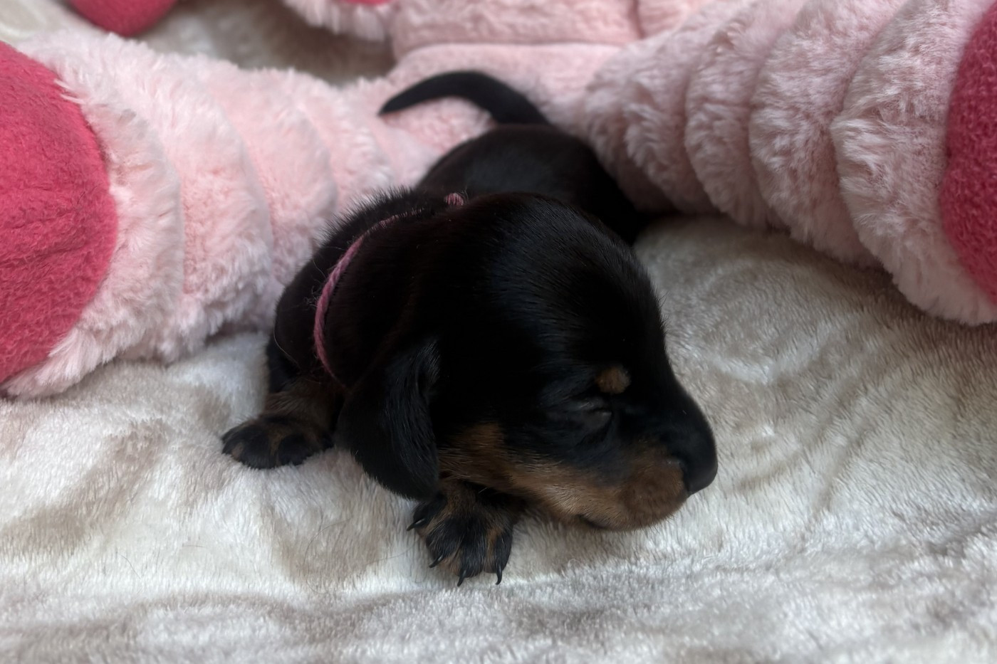 of Wamil Ajendra - Chiots disponibles - Teckel poil ras