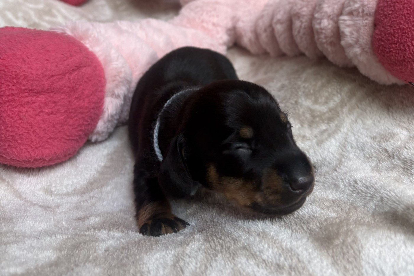 of Wamil Ajendra - Chiots disponibles - Teckel poil ras