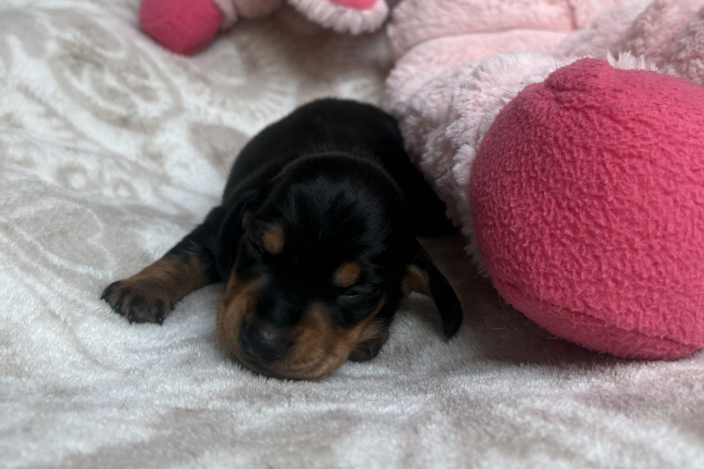 of Wamil Ajendra - Chiots disponibles - Teckel poil ras