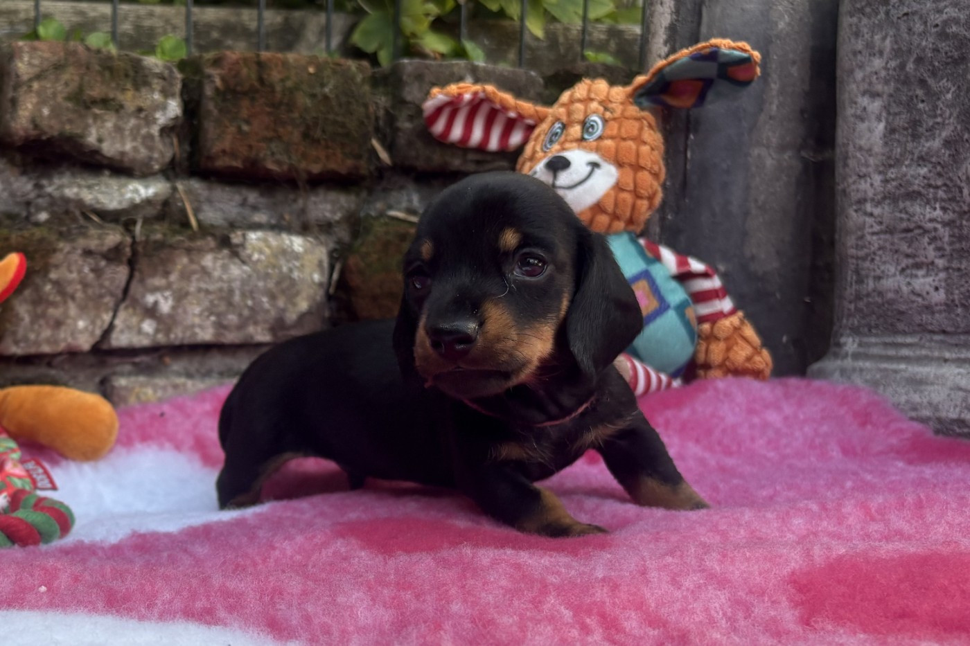 of Wamil Ajendra - Chiots disponibles - Teckel poil ras