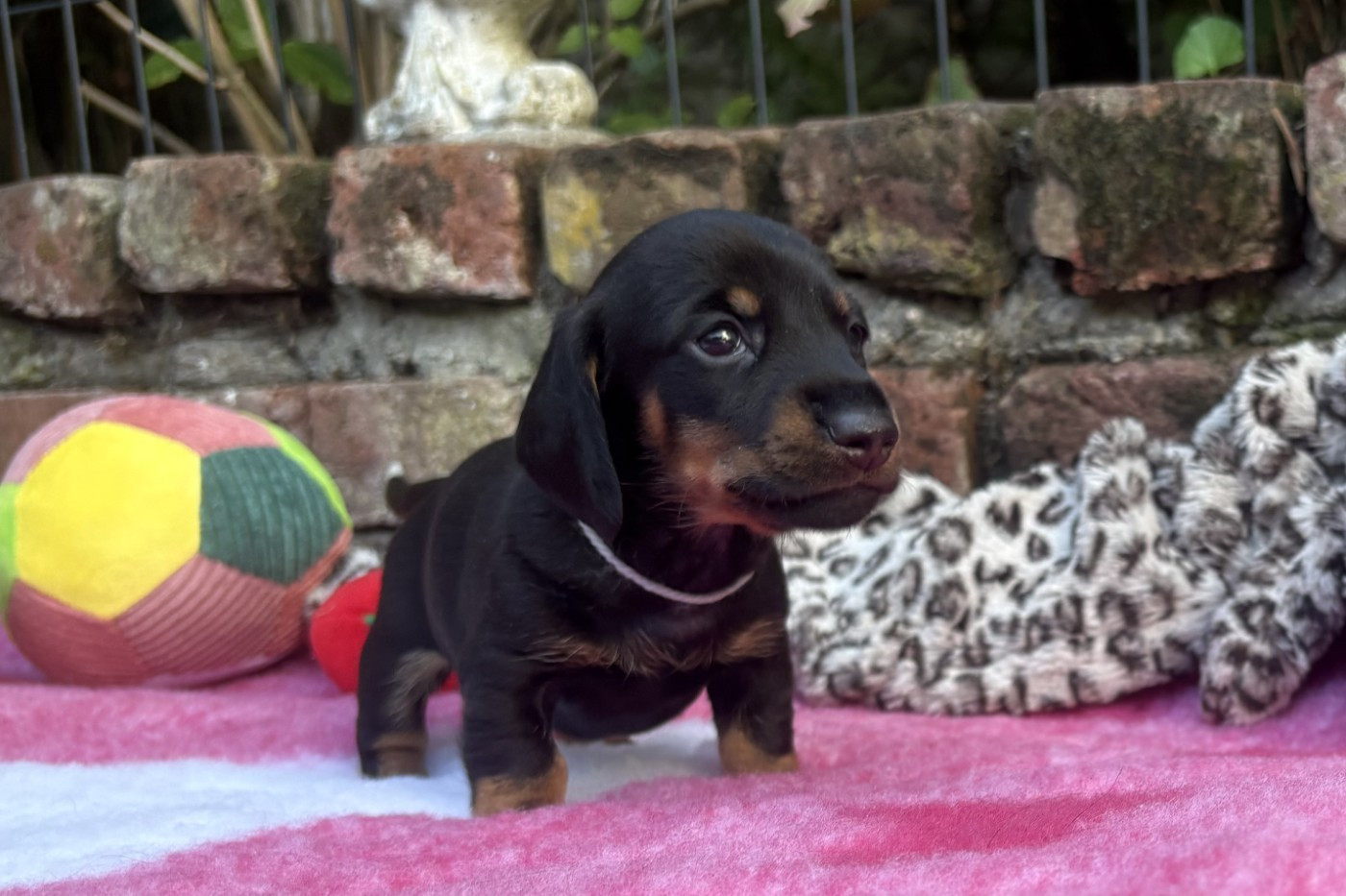 of Wamil Ajendra - Chiots disponibles - Teckel poil ras