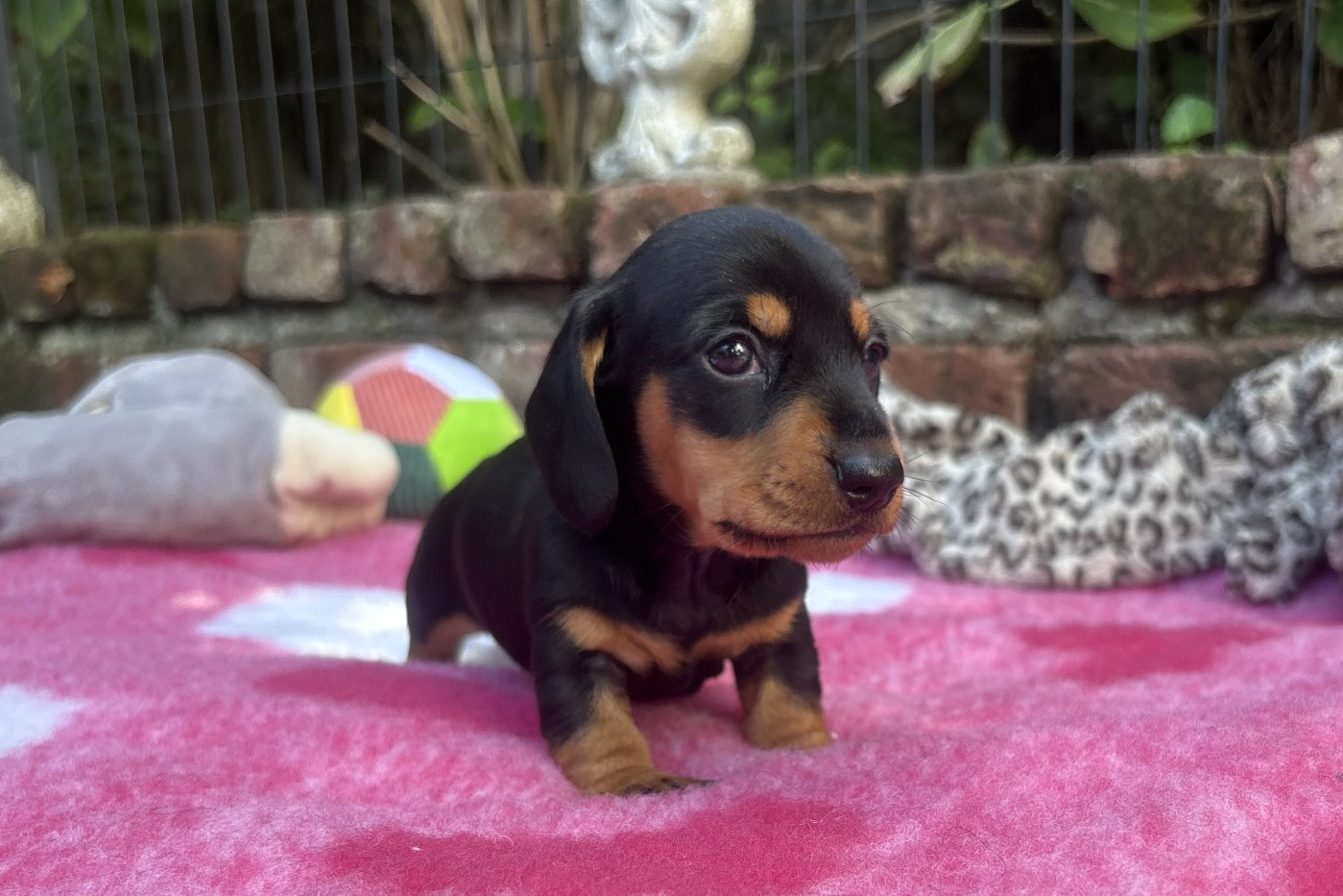 of Wamil Ajendra - Chiots disponibles - Teckel poil ras