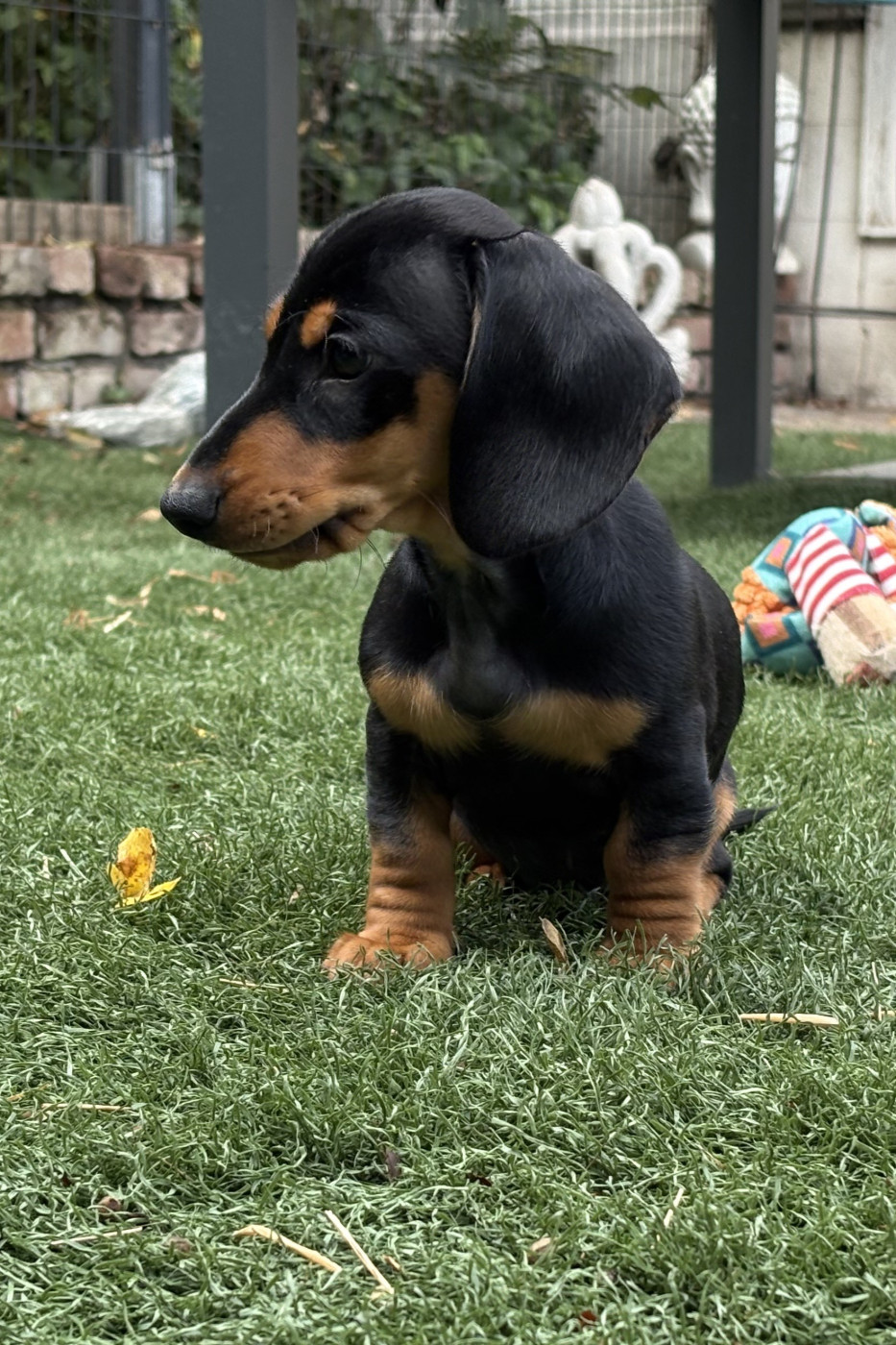of Wamil Ajendra - Chiots disponibles - Teckel poil ras