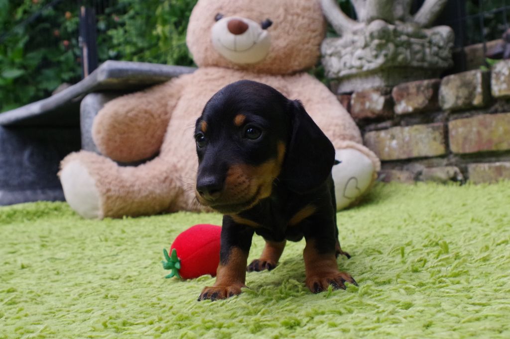 of Wamil Ajendra - Chiots disponibles - Teckel poil ras