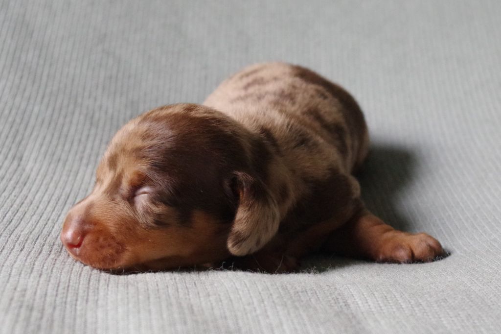 of Wamil Ajendra - Chiots disponibles - Teckel poil ras