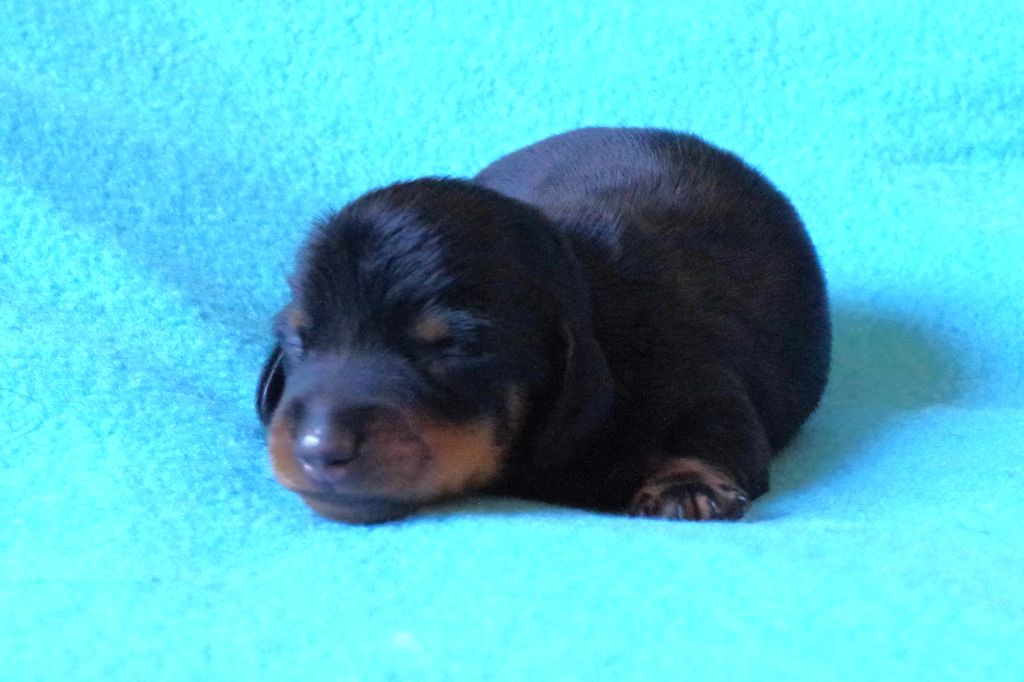 of Wamil Ajendra - Chiots disponibles - Teckel poil ras