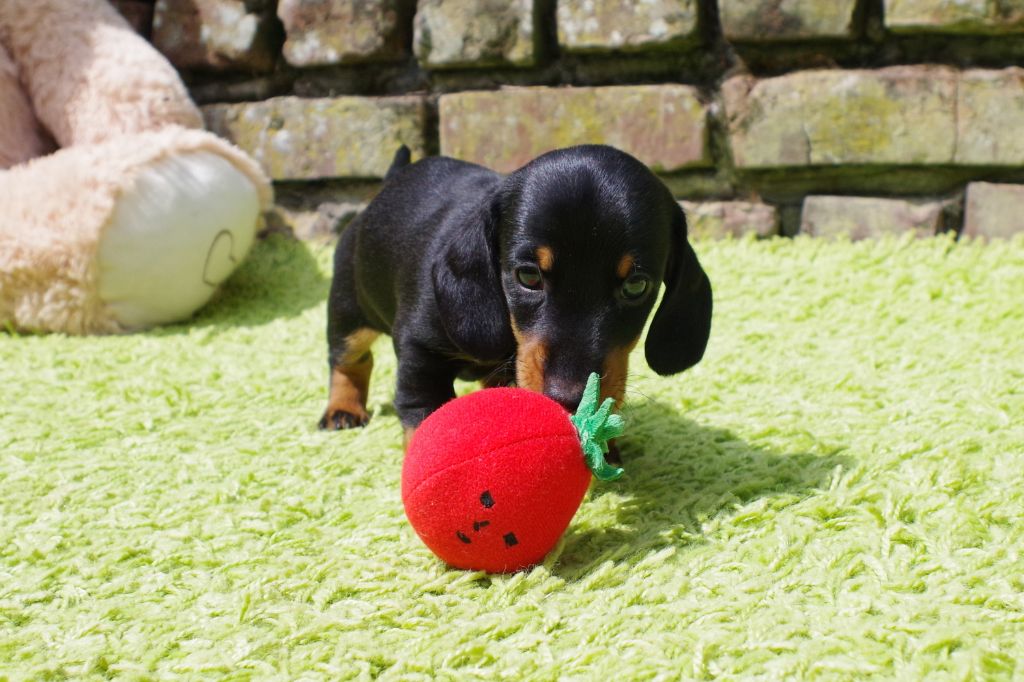 of Wamil Ajendra - Chiots disponibles - Teckel poil ras